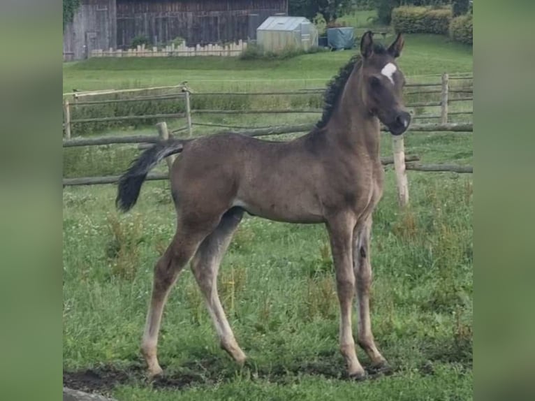 Volbloed Arabier Hengst 1 Jaar 154 cm Zwart in Haunetal