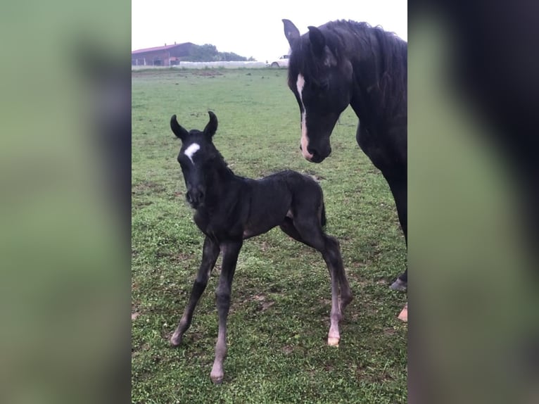 Volbloed Arabier Hengst 1 Jaar 154 cm Zwart in Haunetal