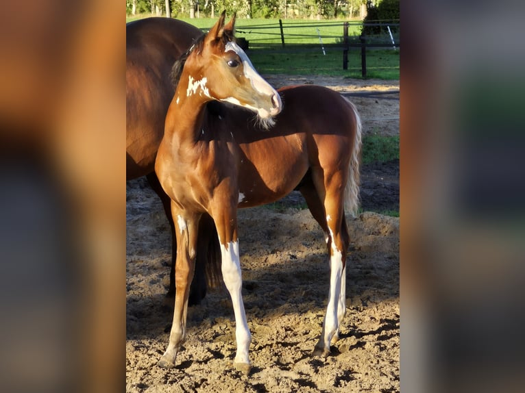 Volbloed Arabier Hengst 1 Jaar 155 cm Bruin in PUTTEN