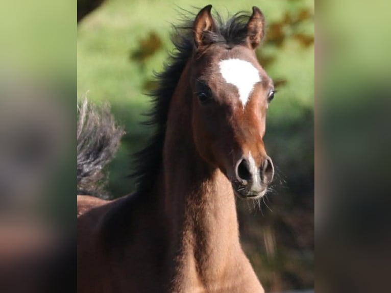 Volbloed Arabier Hengst 1 Jaar 155 cm Bruin in Leun