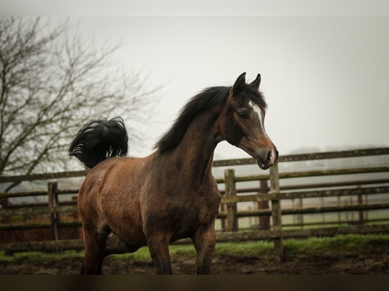 Volbloed Arabier Hengst 1 Jaar 155 cm Schimmel in Heusden
