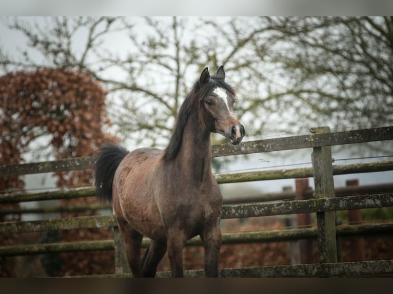Volbloed Arabier Hengst 1 Jaar 155 cm Schimmel in Heusden