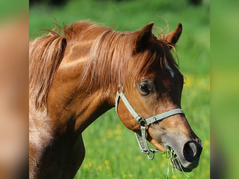Volbloed Arabier Hengst 1 Jaar 155 cm Vos in Leun