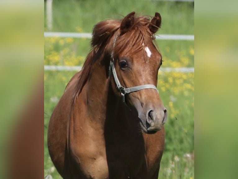 Volbloed Arabier Hengst 1 Jaar 155 cm Vos in Leun