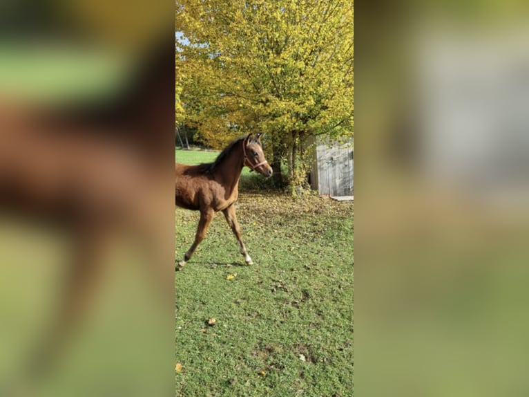 Volbloed Arabier Hengst 1 Jaar 156 cm Bruin in Pleinfeld