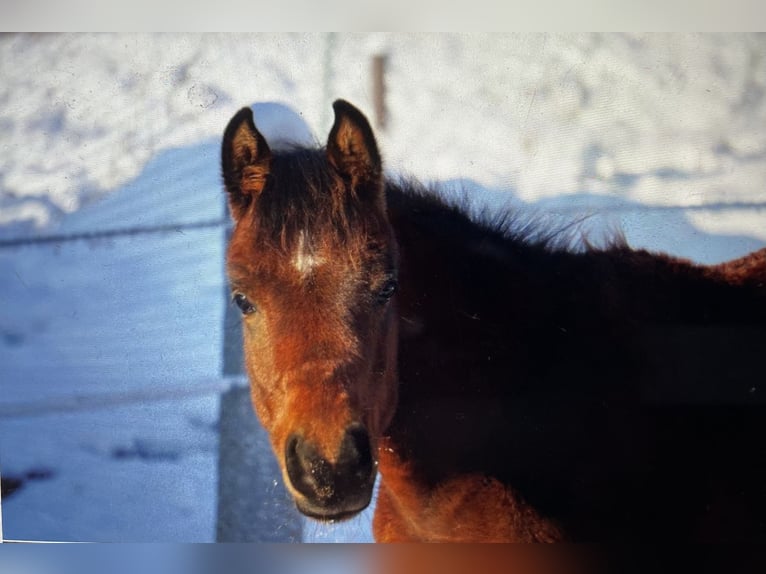 Volbloed Arabier Hengst 1 Jaar 156 cm Bruin in Pleinfeld