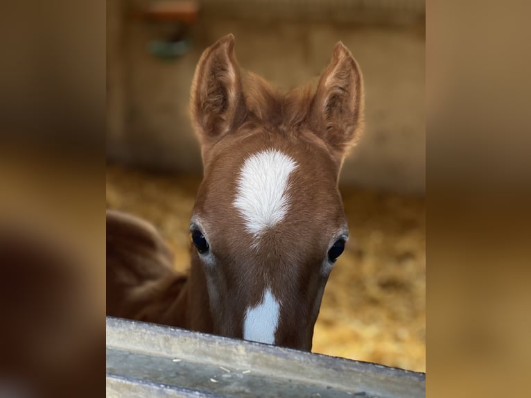 Volbloed Arabier Hengst 1 Jaar 156 cm Schimmel in Gemünden (Felda)