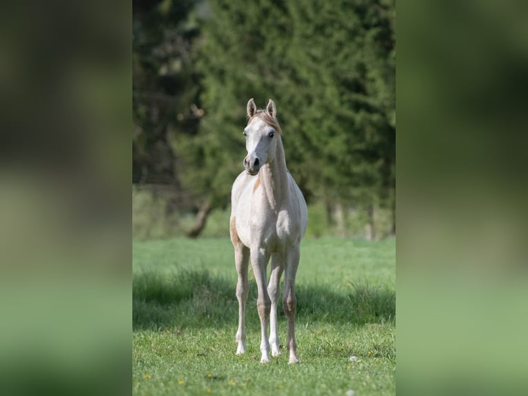 Volbloed Arabier Hengst 1 Jaar 156 cm Schimmel in Gemünden (Felda)