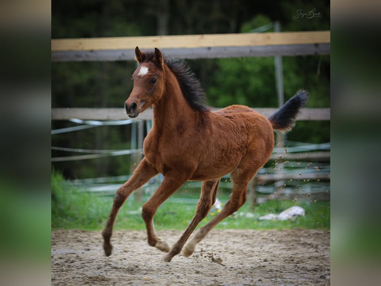 Volbloed Arabier Hengst 1 Jaar 157 cm Bruin in Pastetten