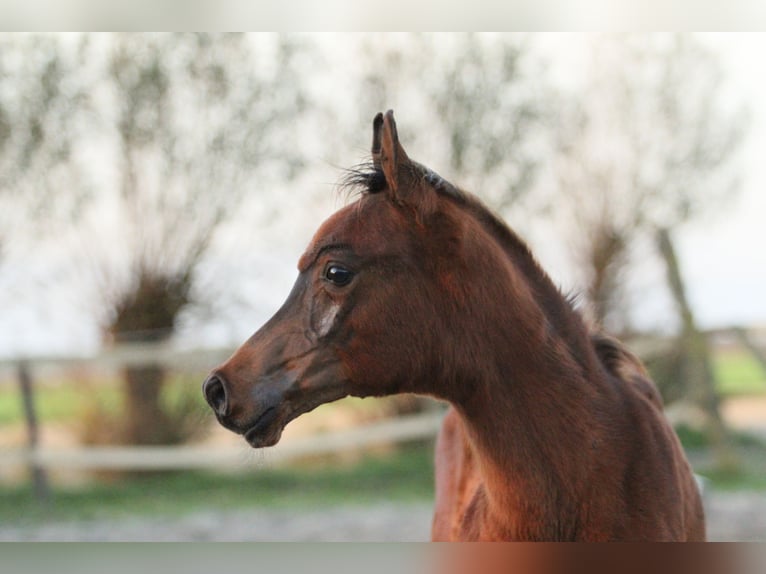 Volbloed Arabier Hengst 1 Jaar 157 cm Bruin in Julianadorp