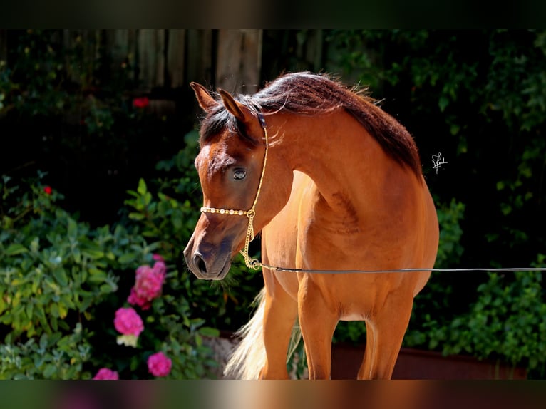 Volbloed Arabier Hengst 1 Jaar 158 cm Bruin in Essenbach