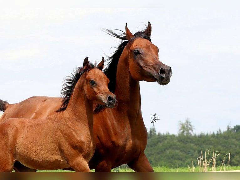 Volbloed Arabier Hengst 1 Jaar 158 cm Bruin in Essenbach