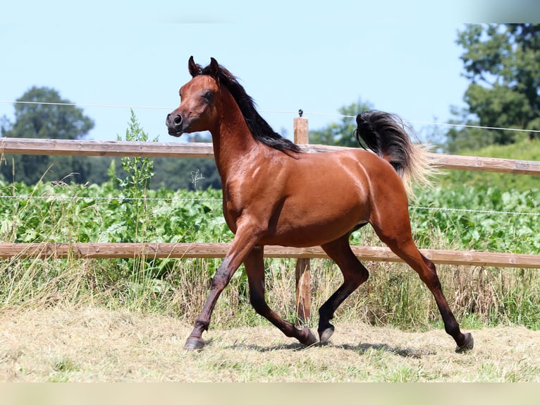 Volbloed Arabier Hengst 1 Jaar 158 cm Bruin in Essenbach