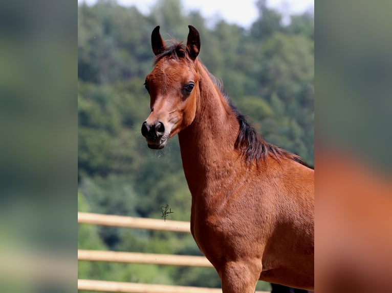 Volbloed Arabier Hengst 1 Jaar 158 cm Bruin in Essenbach