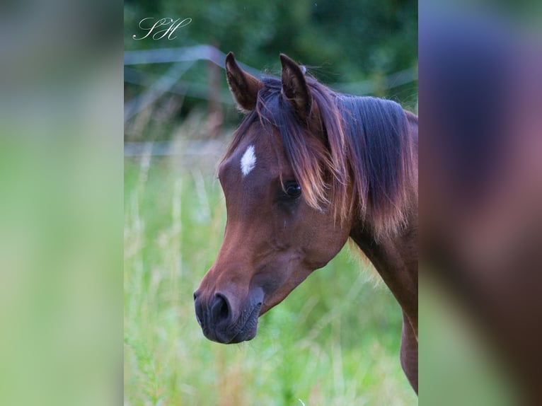 Volbloed Arabier Hengst 1 Jaar 158 cm Donkerbruin in Brieselang