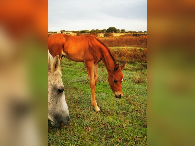 Volbloed Arabier Hengst 1 Jaar 158 cm Donkere-vos in Albala