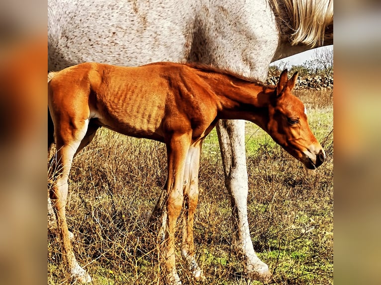 Volbloed Arabier Hengst 1 Jaar 158 cm Donkere-vos in Albala