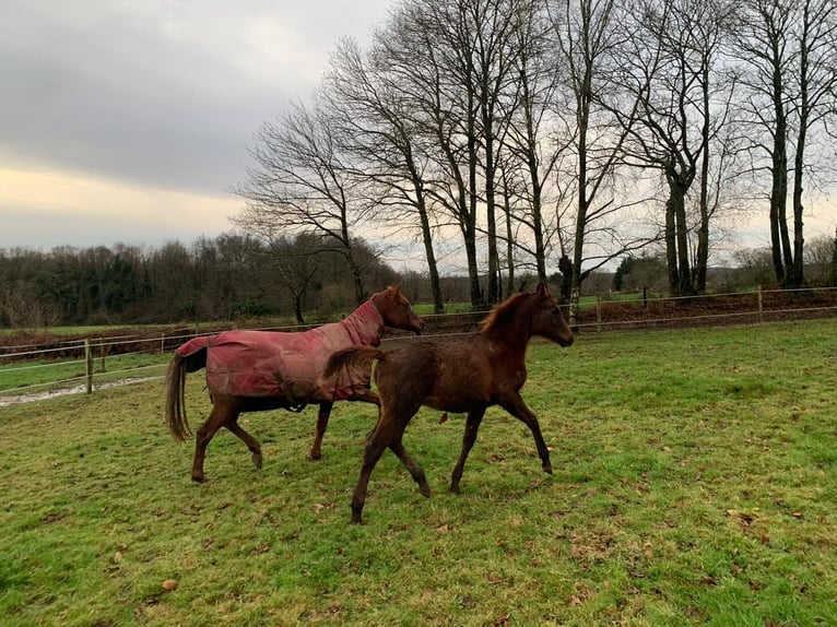 Volbloed Arabier Hengst 1 Jaar 158 cm Donkere-vos in Laurenan