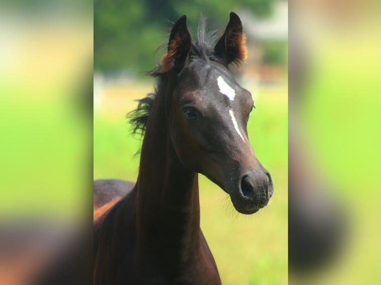 Volbloed Arabier Hengst 1 Jaar 158 cm Zwart in Santok