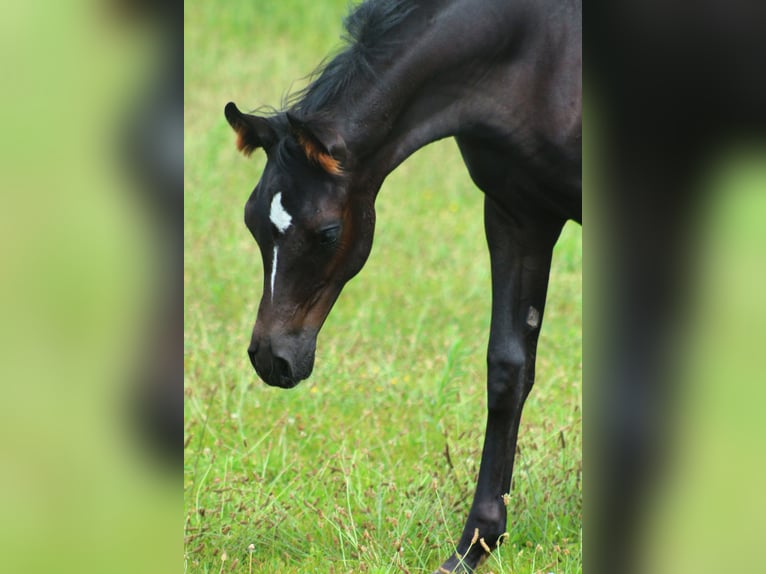 Volbloed Arabier Hengst 1 Jaar 158 cm Zwart in Santok