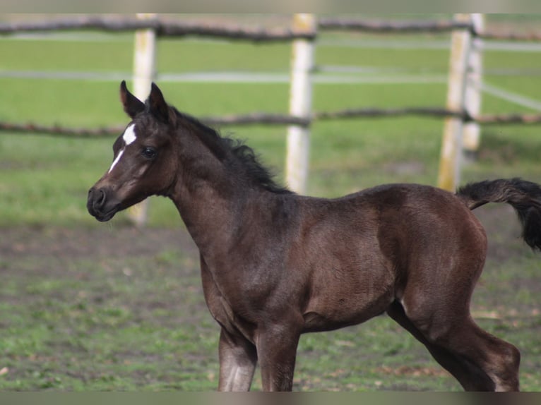 Volbloed Arabier Hengst 1 Jaar 158 cm Zwart in Santok