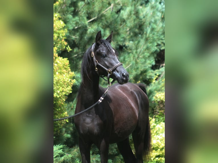 Volbloed Arabier Hengst 1 Jaar 158 cm Zwart in Santok