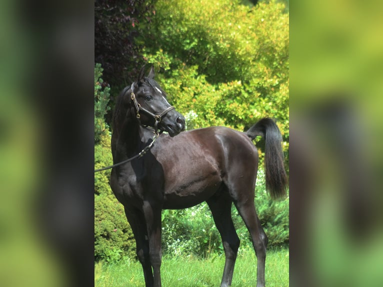 Volbloed Arabier Hengst 1 Jaar 158 cm Zwart in Santok