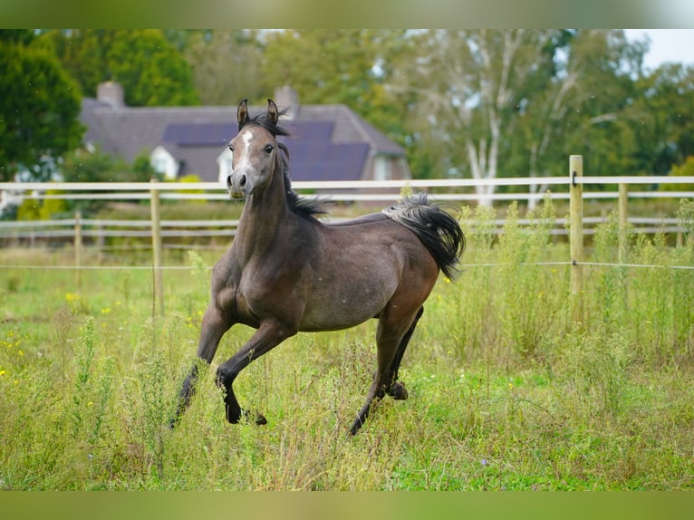 Volbloed Arabier Hengst 1 Jaar 162 cm Schimmel in Kelpen-Oler