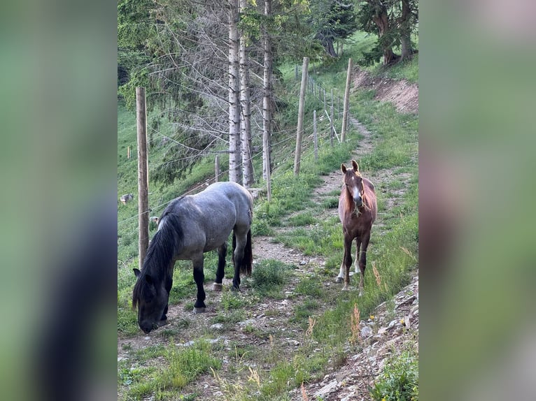 Volbloed Arabier Hengst 1 Jaar 165 cm Schimmel in Bad Schwanberg