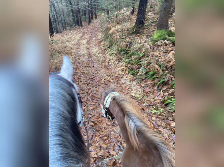 Volbloed Arabier Hengst 1 Jaar 165 cm Schimmel in Bad Schwanberg