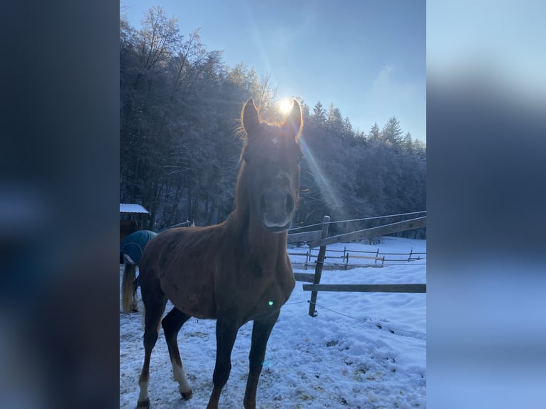 Volbloed Arabier Hengst 1 Jaar 165 cm Schimmel in Bad Schwanberg
