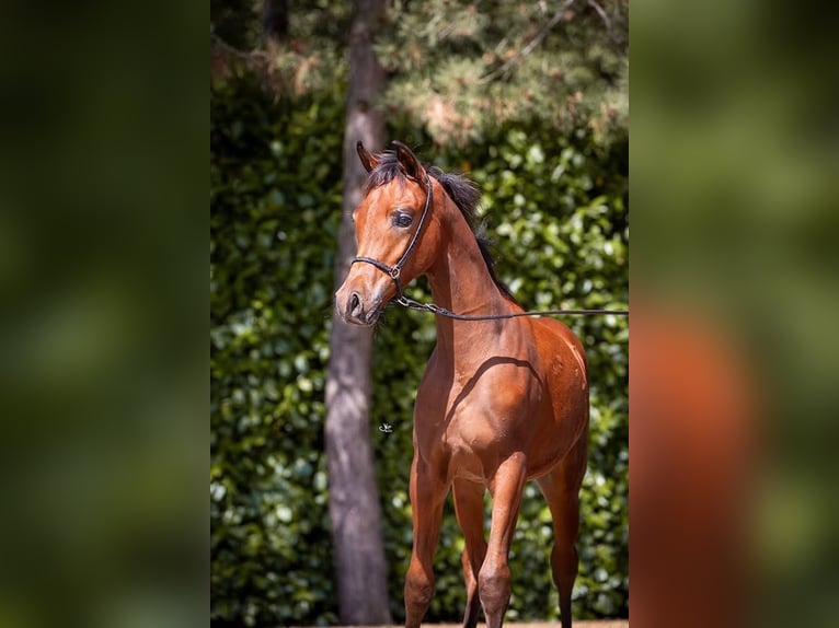 Volbloed Arabier Hengst 1 Jaar Bruin in Pilisvörösvár