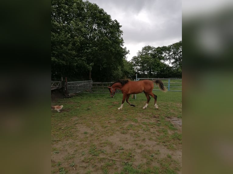 Volbloed Arabier Hengst 1 Jaar Bruin in Loxstedt