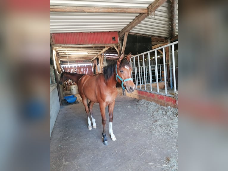 Volbloed Arabier Hengst 1 Jaar Bruin in Loxstedt