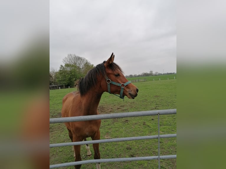 Volbloed Arabier Hengst 1 Jaar Bruin in Loxstedt