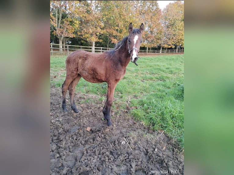 Volbloed Arabier Hengst 1 Jaar Bruin in Brullemail