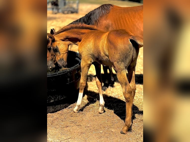 Volbloed Arabier Hengst 1 Jaar Bruin in Biriatou