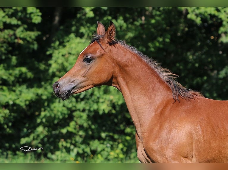 Volbloed Arabier Hengst 1 Jaar Bruin in Ried im Traunkreis