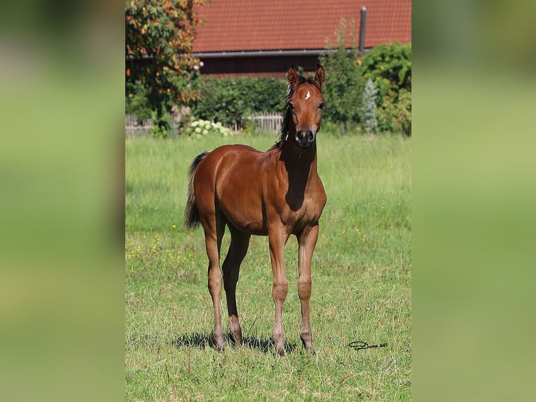 Volbloed Arabier Hengst 1 Jaar Bruin in Ried im Traunkreis