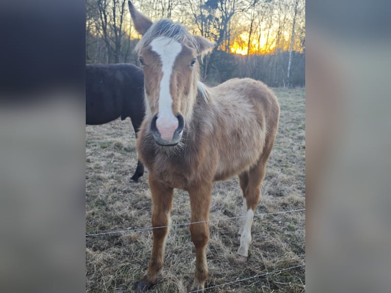 Volbloed Arabier Mix Hengst 1 Jaar  in Birkenfelde