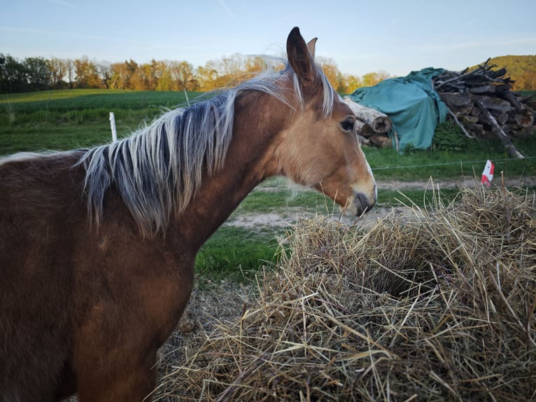 Volbloed Arabier Mix Hengst 1 Jaar  in Birkenfelde