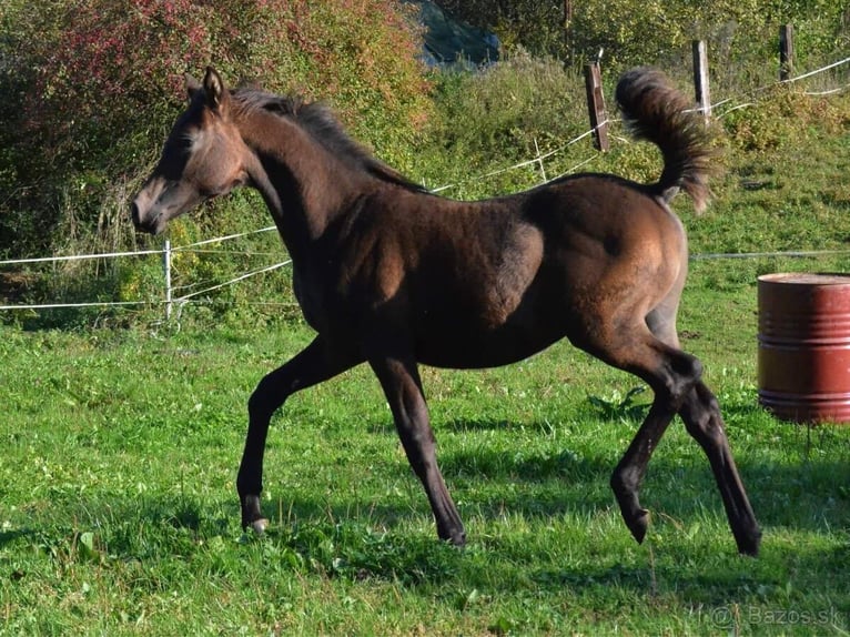 Volbloed Arabier Hengst 1 Jaar Donkerbruin in Slovakia
