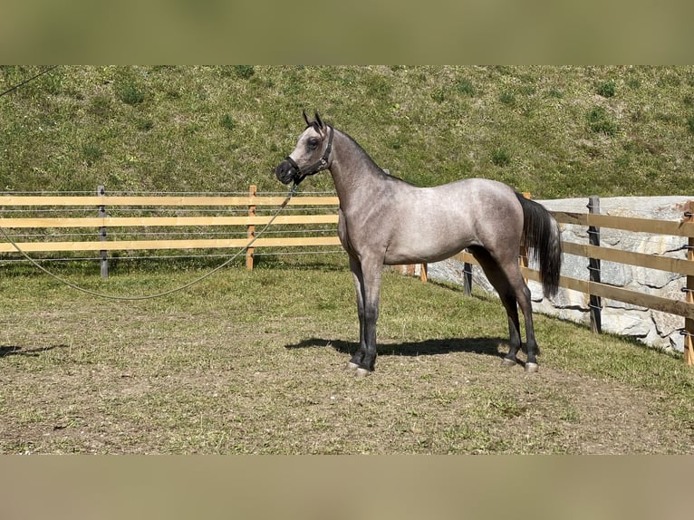 Volbloed Arabier Hengst 1 Jaar  in Steinach