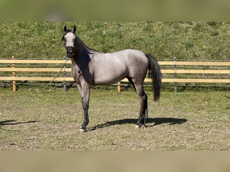 Volbloed Arabier Hengst 1 Jaar  in Steinach