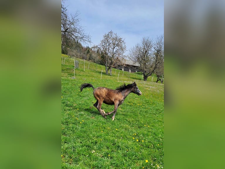 Volbloed Arabier Hengst 1 Jaar Rood schimmel in Poljane nad Škofjo Loko