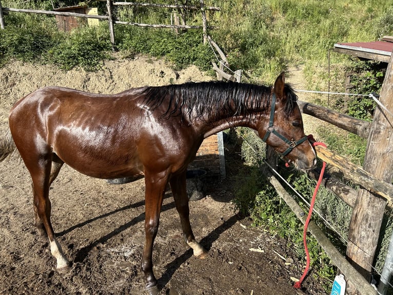 Volbloed Arabier Hengst 1 Jaar Roodbruin in Fosdinovo