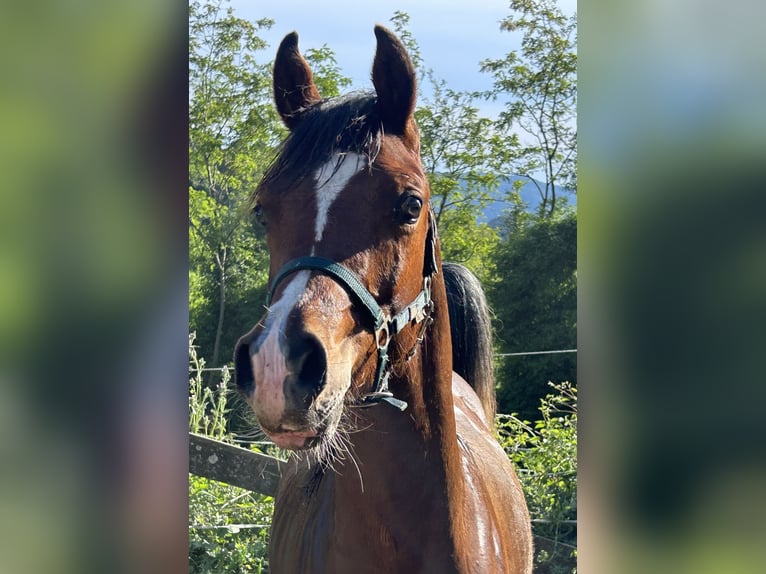 Volbloed Arabier Hengst 1 Jaar Roodbruin in Fosdinovo