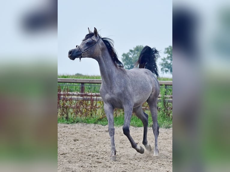 Volbloed Arabier Hengst 1 Jaar Schimmel in Wouwse Plantage
