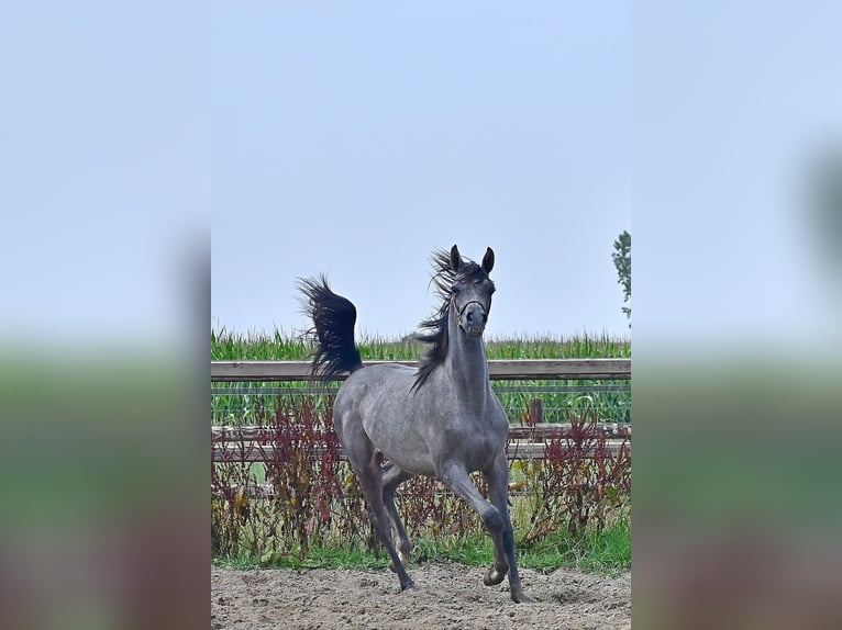 Volbloed Arabier Hengst 1 Jaar Schimmel in Wouwse Plantage