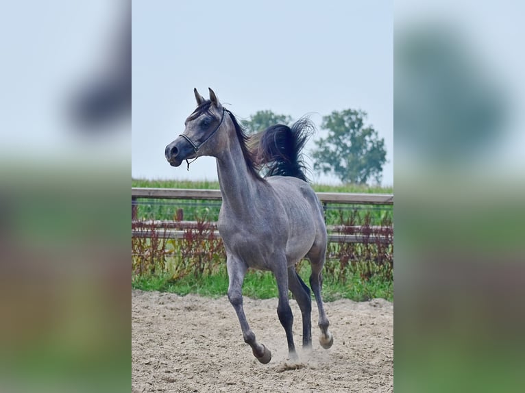 Volbloed Arabier Hengst 1 Jaar Schimmel in Wouwse Plantage